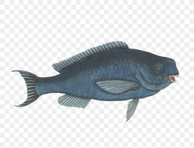 Parrotfish Sea Aquatic Animal Clip Art, PNG, 1280x975px, Fish, Animal, Aquatic Animal, Blue Parrotfish, Fauna Download Free
