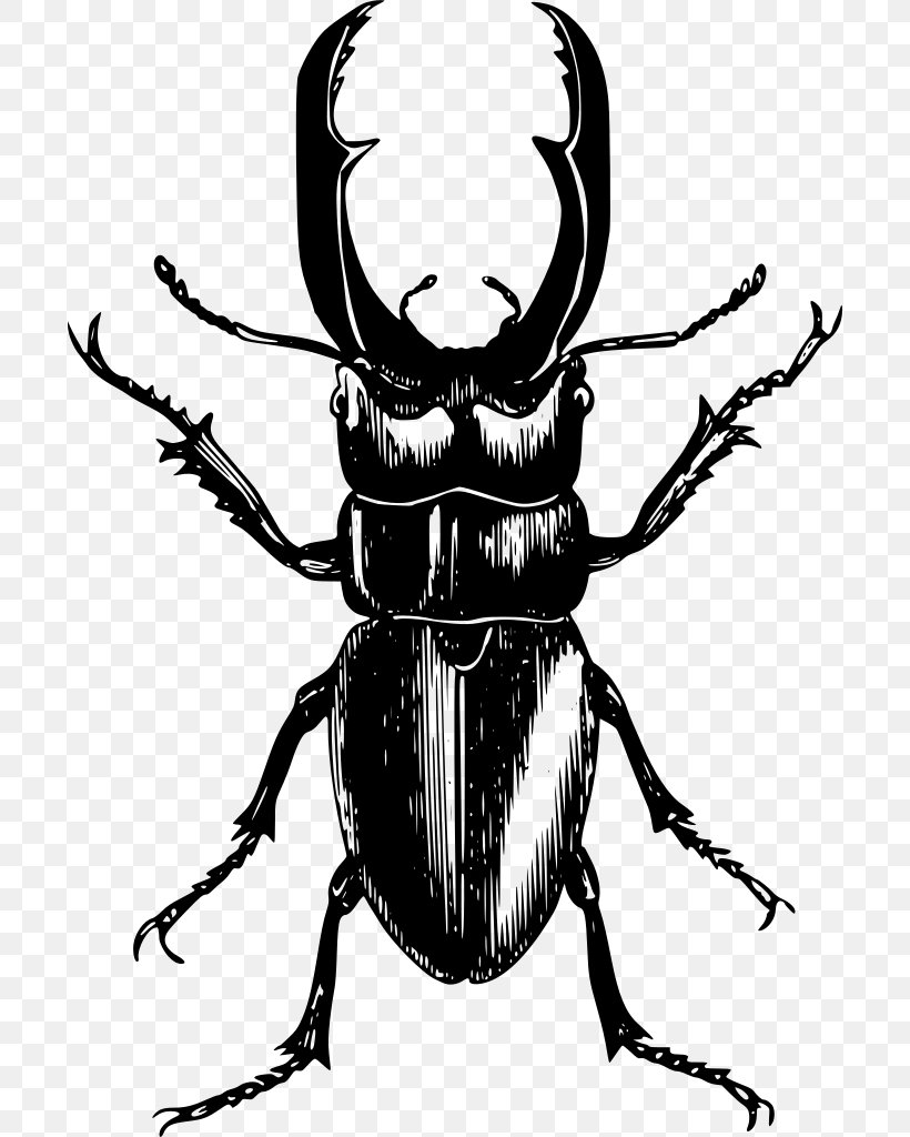 June Background, PNG, 698x1024px, Beetle, Blackandwhite, Blister Beetles, Darkling Beetles, Dung Beetle Download Free