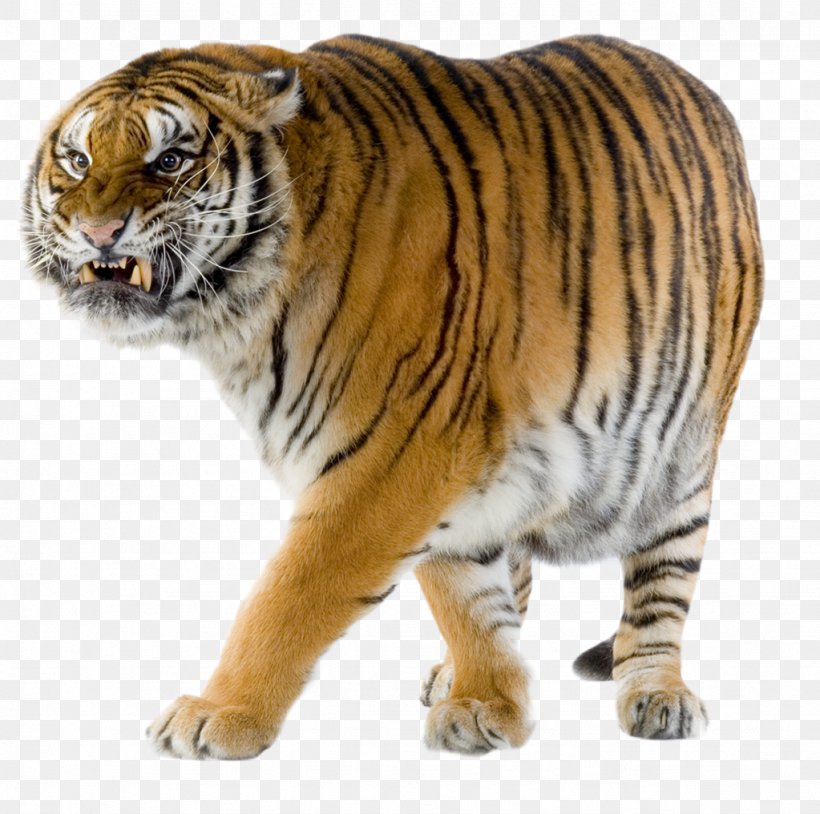 Siberian Tiger Felidae Bengal Tiger Cheetah Wildlife, PNG, 1023x1016px, Siberian Tiger, Animal, Bengal Tiger, Big Cat, Big Cats Download Free