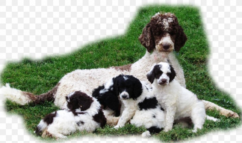 Standard Poodle Puppy Toy Poodle Miniature Poodle, PNG, 1024x609px, Standard Poodle, Bearded Collie, Breed, Carnivoran, Cockapoo Download Free
