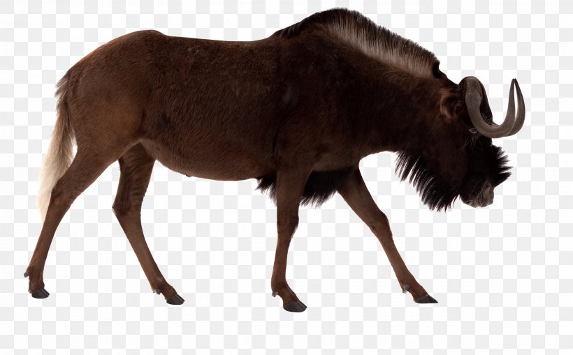 Black Wildebeest Blue Wildebeest Antelope Stock Photography Royalty-free, PNG, 2353x1463px, Black Wildebeest, Alamy, Antelope, Bison, Blue Wildebeest Download Free