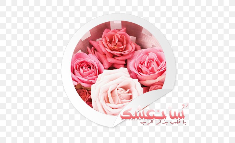 Garden Roses Cut Flowers, PNG, 500x500px, Garden Roses, Ansichtkaart, Asiatic Salamander, Chinchilla, Cut Flowers Download Free