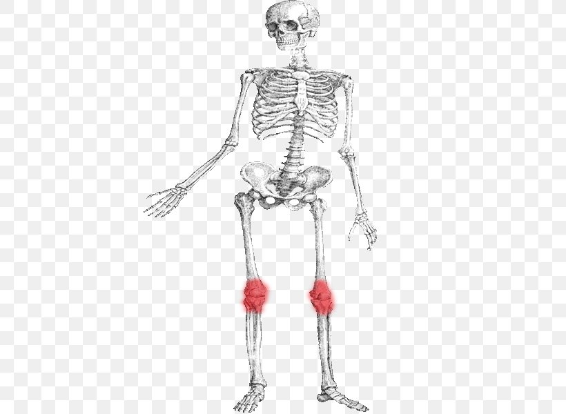 Hip Human Skeleton Bone Muscle, PNG, 600x600px, Watercolor, Cartoon, Flower, Frame, Heart Download Free
