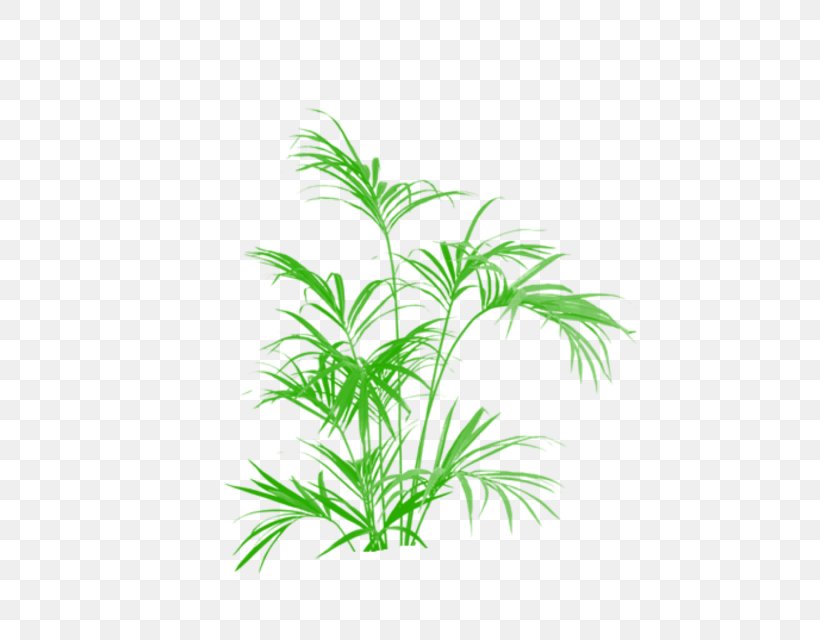Howea Forsteriana Palm Trees Plants Houseplant, PNG, 640x640px, Howea Forsteriana, Aquarium Decor, Areca Palm, Arecales, Box Download Free