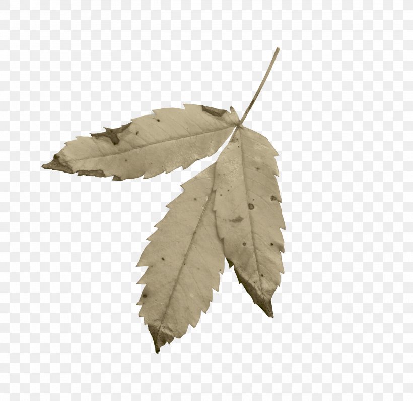 Leaf, PNG, 2597x2519px, Leaf, Tree Download Free