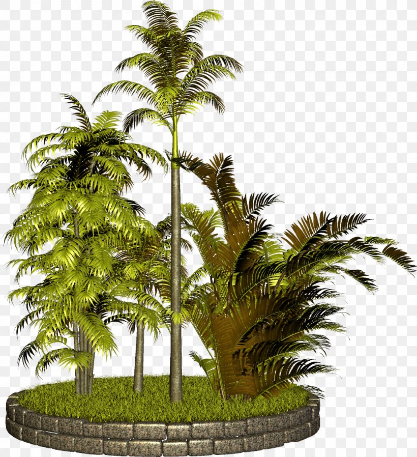 Tree Arecaceae Clip Art, PNG, 1036x1135px, Tree, Arecaceae, Arecales, Date Palm, Evergreen Download Free