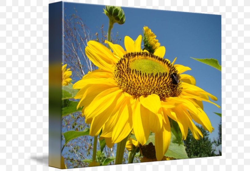 Gallery Wrap Troutman Honey Bee Canvas, PNG, 650x560px, Gallery Wrap, Art, Bee, Canvas, Daisy Family Download Free
