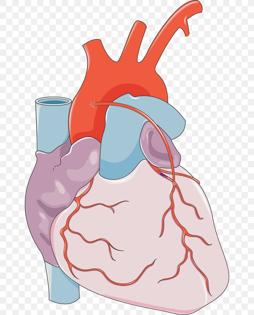 Myocardial Infarction Cardiology Coronary Artery Disease Cardiovascular Disease, PNG, 660x1017px, Watercolor, Cartoon, Flower, Frame, Heart Download Free