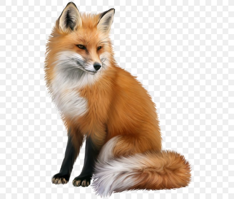 Red Fox Clip Art Image, PNG, 534x700px, Red Fox, Canidae, Carnivore, Dhole, Drawing Download Free