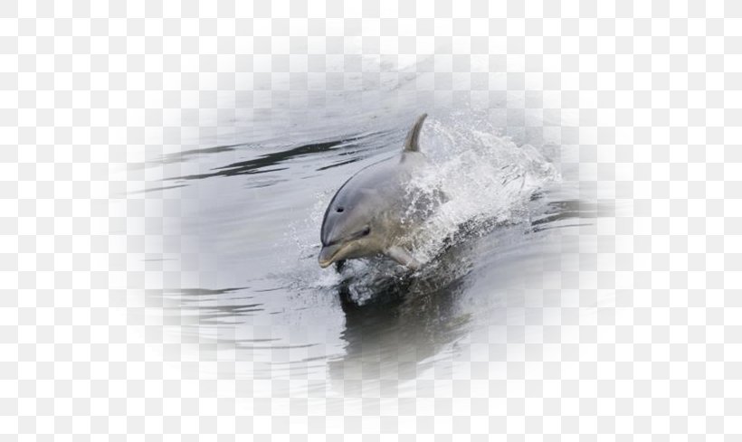 Dolphin Porpoise Fauna Cetacea Water, PNG, 652x489px, Dolphin, Cetacea, Fauna, Mammal, Marine Mammal Download Free
