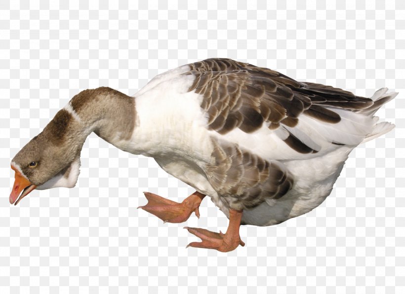Duck Domestic Goose Cygnini, PNG, 1974x1435px, Duck, Beak, Bird, Cygnini, Domestic Goose Download Free
