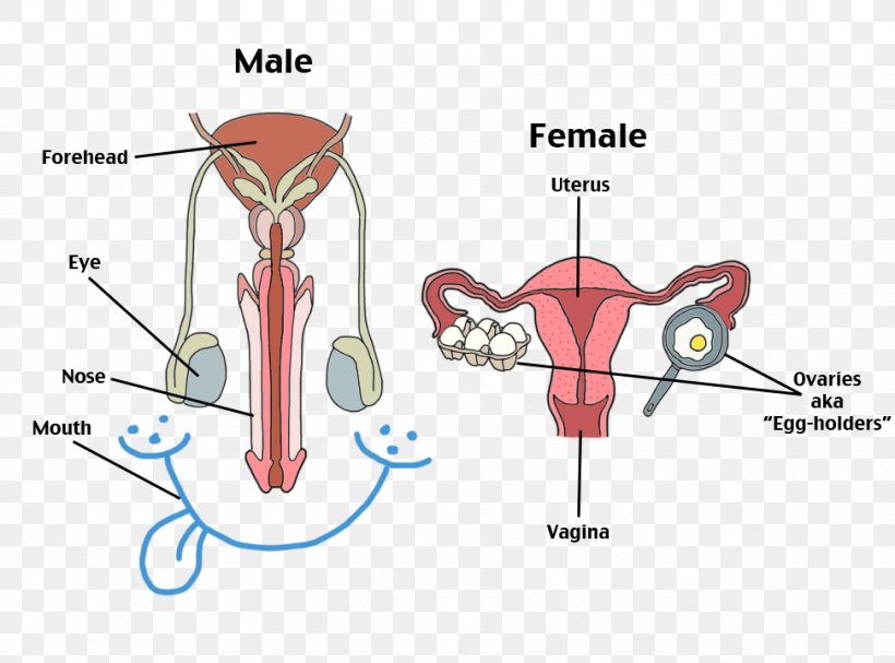Female Reproductive System Human Reproductive System Human Body, PNG, 972x720px, Watercolor, Cartoon, Flower, Frame, Heart Download Free