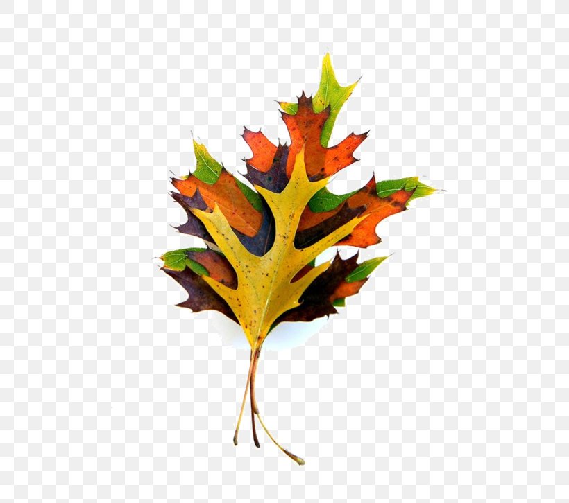 Maple Leaf Paper Autumn Leaf Color Plant Stem, PNG, 600x726px, Leaf, Art, Autumn, Autumn Leaf Color, Collage Download Free
