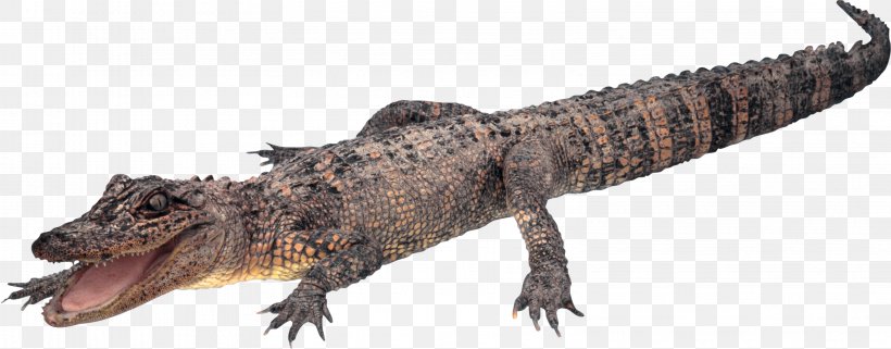 Crocodiles Alligator, PNG, 3163x1241px, Crocodile, Alligator, Button, Crocodiles, Crocodilia Download Free