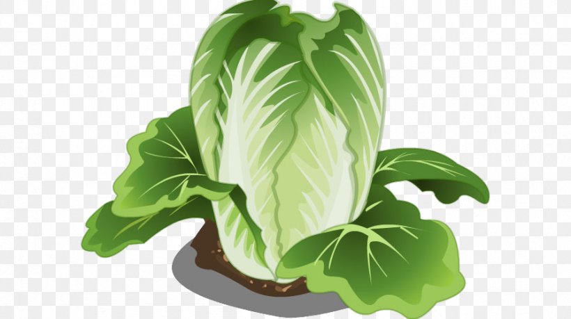 Penglai Vegetable Institute Chinese Cabbage Napa Cabbage, PNG, 894x501px, Chinese Cabbage, Adobe Flash Player, Animation, Cauliflower, Cucumber Download Free