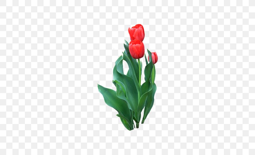 Tulip Flower Red Icon, PNG, 600x500px, Tulip, Art, Cut Flowers, Floral Design, Floristry Download Free