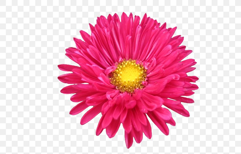 Clip Art Chrysanthemum Illustration Naver Blog, PNG, 700x525px, Chrysanthemum, Annual Plant, Aster, Blog, Chrysanths Download Free