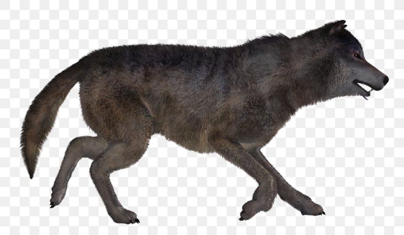 Gray Wolf Coyote Fur Snout Wildlife, PNG, 800x478px, Gray Wolf, Animal, Animal Figure, Carnivoran, Coyote Download Free