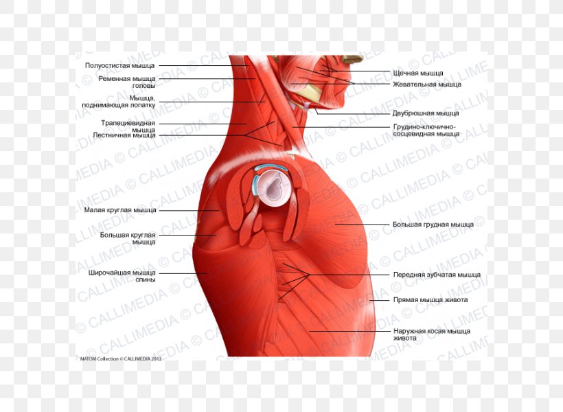 Human Anatomy Muscle Neck Head, PNG, 600x600px, Watercolor, Cartoon, Flower, Frame, Heart Download Free