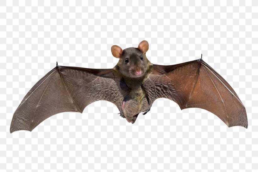 Little Brown Bat Stock Photography Big Brown Bat Microbat Kitti's Hog-nosed Bat, PNG, 1600x1071px, Little Brown Bat, Bat, Big Brown Bat, Depositphotos, Fauna Download Free