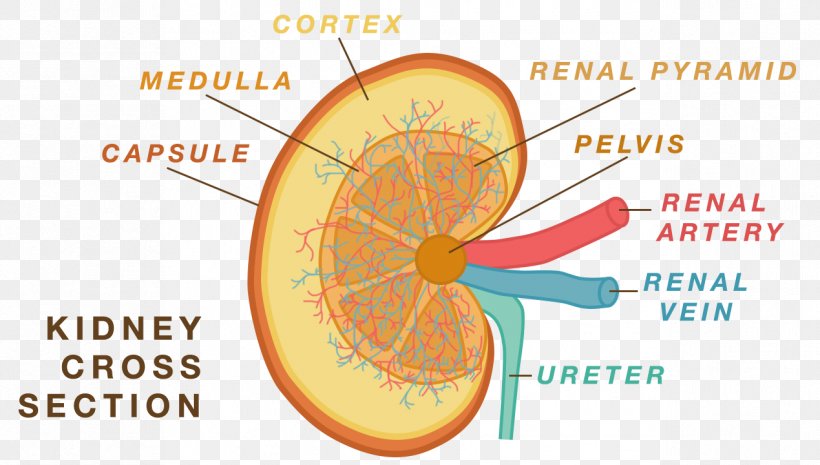 Anatomy Physiology Kidney Human Body Nephron, PNG, 1269x721px, Anatomy, Collecting Duct System, Cortex, Human Anatomy, Human Body Download Free