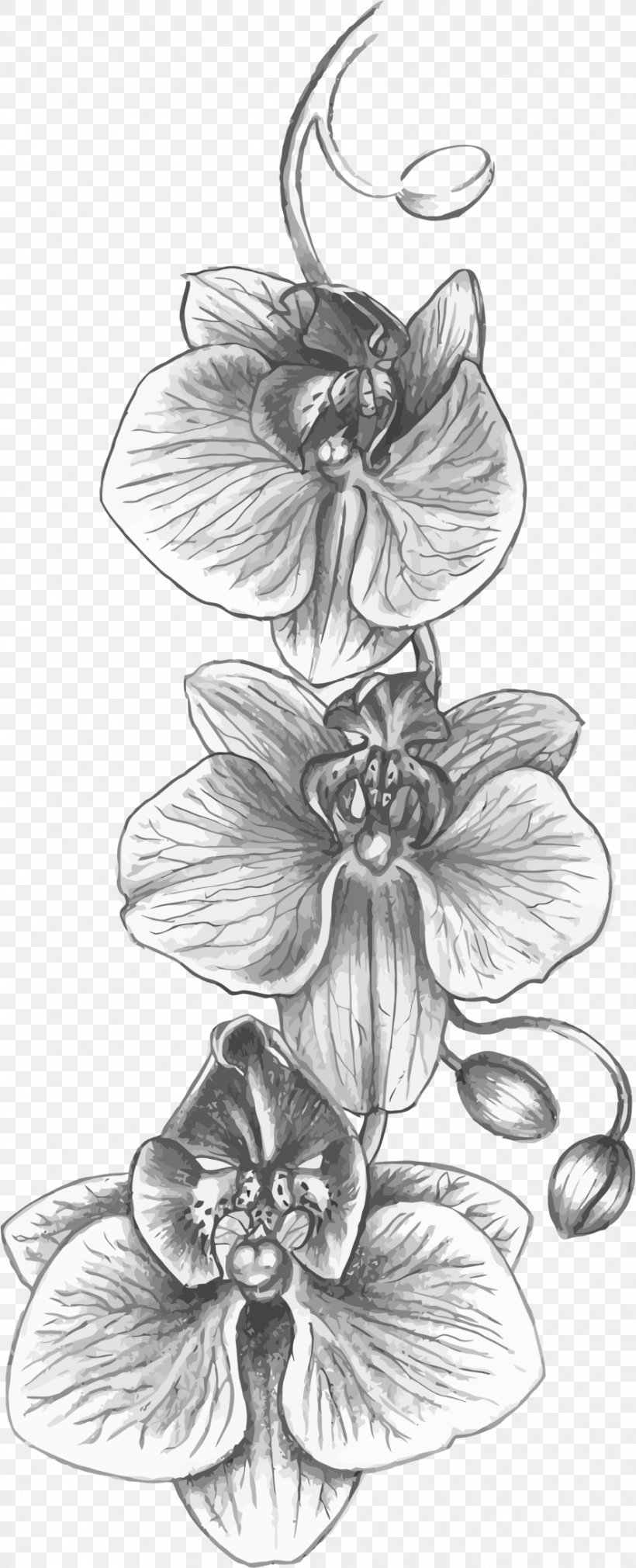 Cattleya Orchids Tattoo Drawing Flower, PNG, 885x2181px, Orchids, Art, Artwork, Black And White, Cattleya Orchids Download Free
