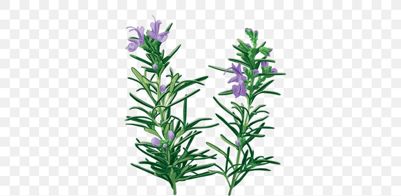 English Lavender Rosemary Oil Essential Oil Herb, PNG, 800x401px, English Lavender, Aquarium Decor, Essential Oil, Extract, Flower Download Free