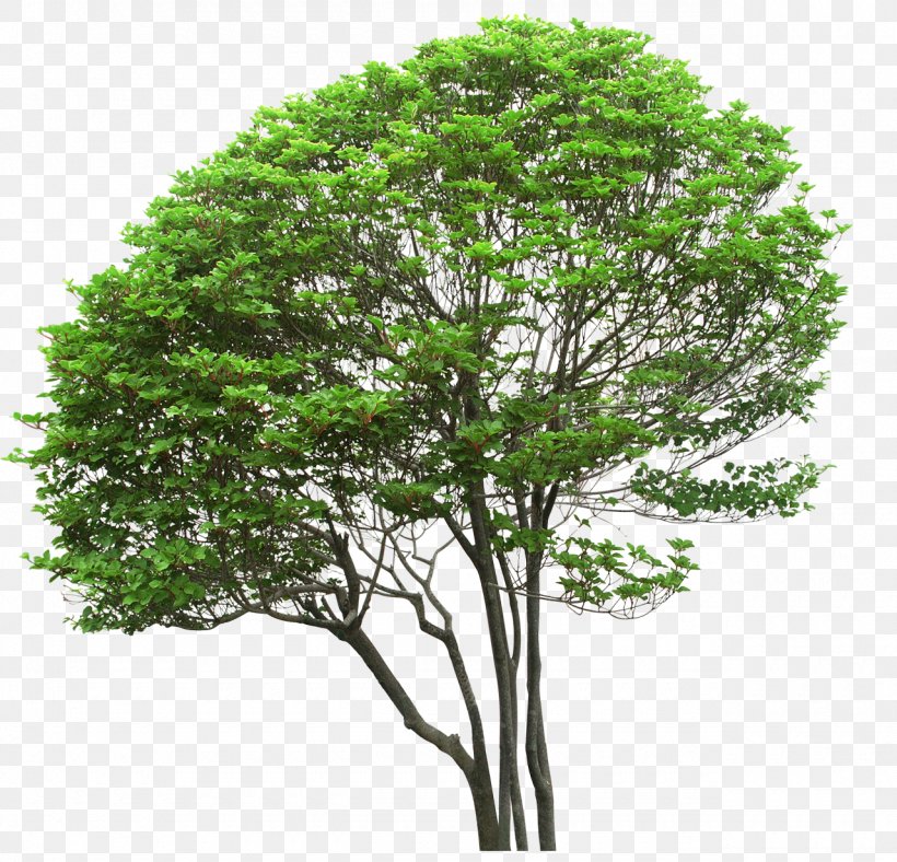 Tree Shrub Clip Art, PNG, 1280x1231px, Tree, Branch, Computer Software, Digital Image, Filename Extension Download Free