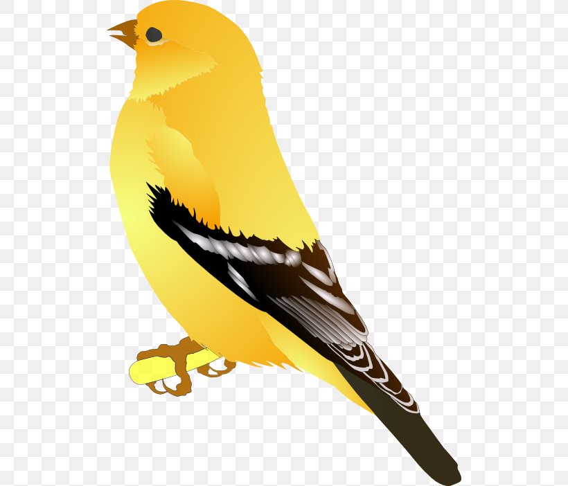 American Goldfinch European Goldfinch Clip Art, PNG, 512x702px, Finch, American Goldfinch, Beak, Bird, Eurasian Golden Oriole Download Free
