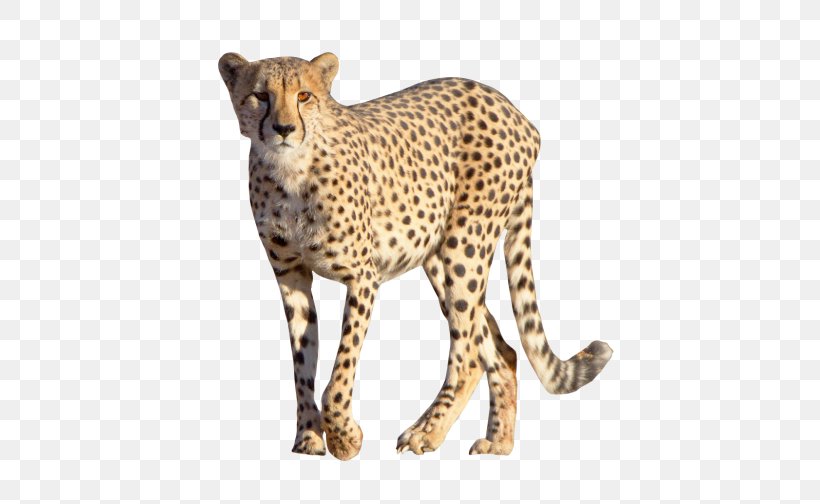 Cheetah Leopard Felidae Clip Art, PNG, 500x504px, Cheetah, Animal Figure, Big Cats, Carnivoran, Cat Like Mammal Download Free