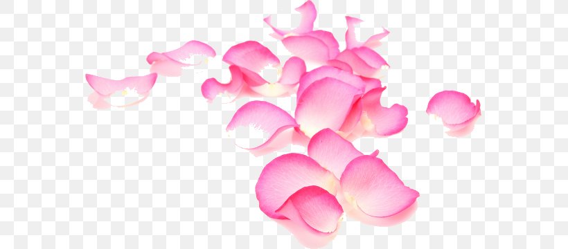 Garden Roses Petal Flower Plant, PNG, 573x360px, Garden Roses, Extract, Face, Floristry, Flower Download Free