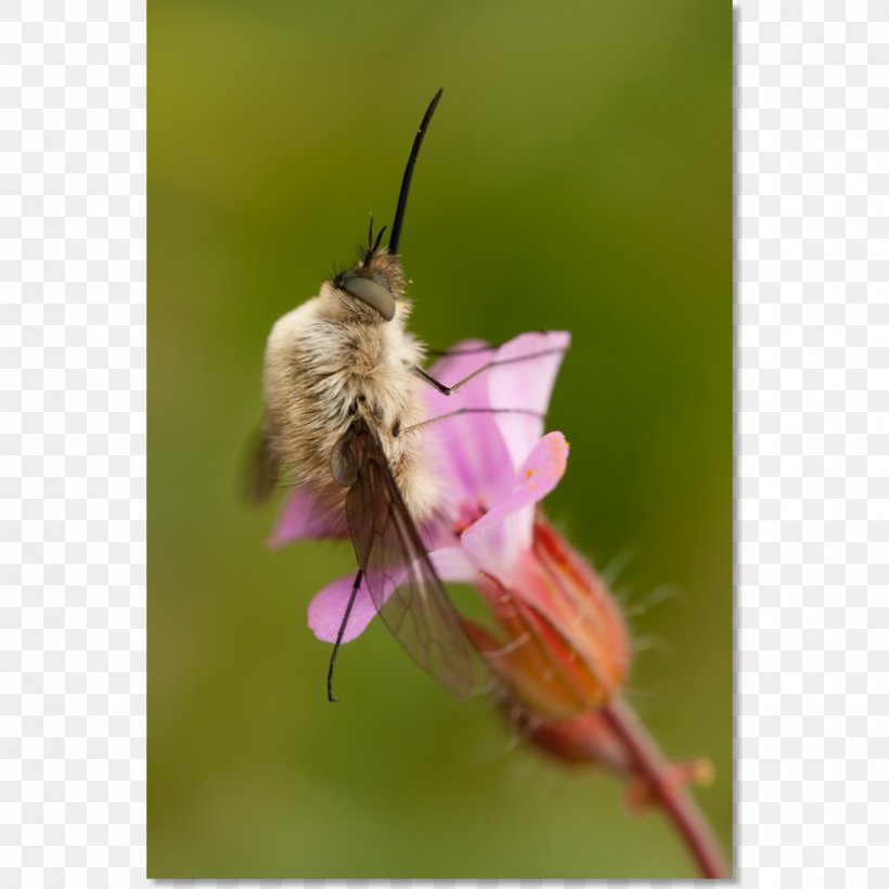 Honey Bee Moth Nectar Pollen, PNG, 875x875px, Honey Bee, Arthropod, Bee, Butterfly, Honey Download Free