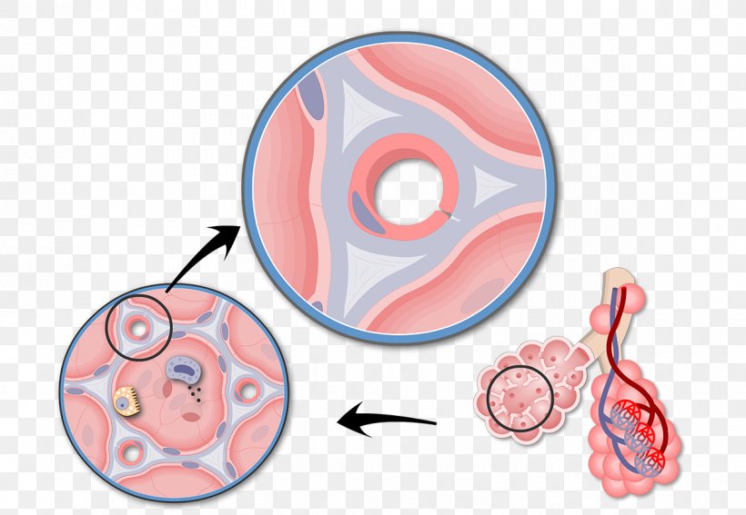 Pulmonary Alveolus Capillary Respiratory System Lung Basement Membrane, PNG, 1200x831px, Watercolor, Cartoon, Flower, Frame, Heart Download Free