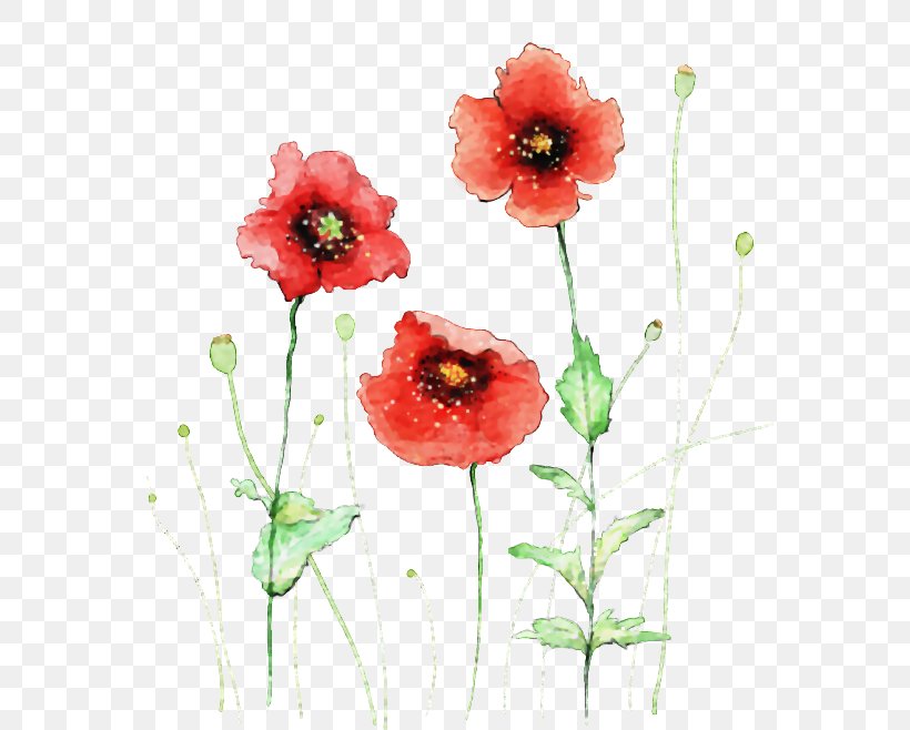 Flower Watercolor Painting, PNG, 574x658px, Flower, Color, Coquelicot, Drawing, Floral Design Download Free