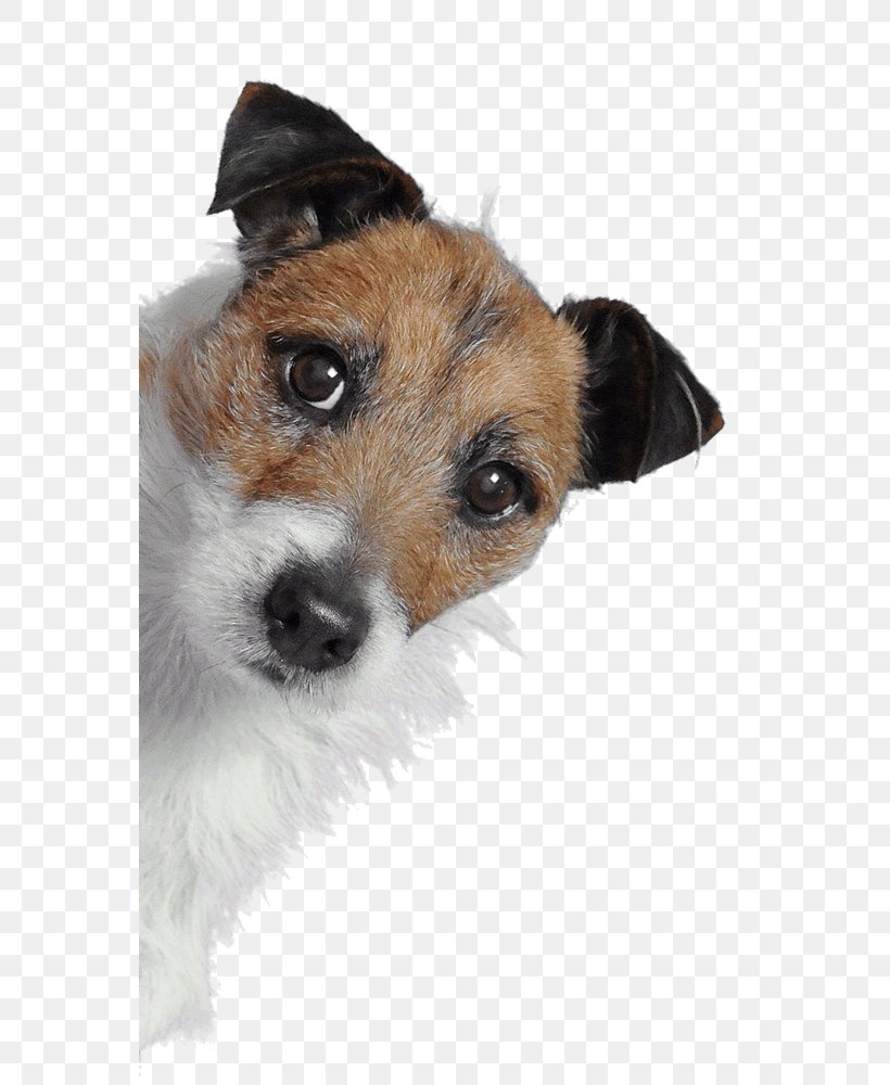 Jack Russell Terrier Responsive Web Design Web Development Digital Agency, PNG, 564x1000px, Jack Russell Terrier, Carnivoran, Companion Dog, Digital Agency, Dog Download Free