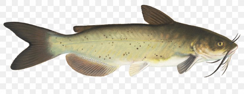 Lake Milkfish Diversity Of Fish Carp, PNG, 1000x386px, Lake, Animal Figure, Body Of Water, Bony Fish, Carp Download Free