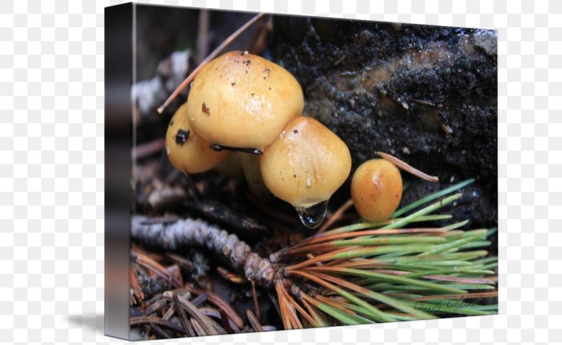 Mushroom Fungus, PNG, 650x504px, Mushroom, Fungus Download Free
