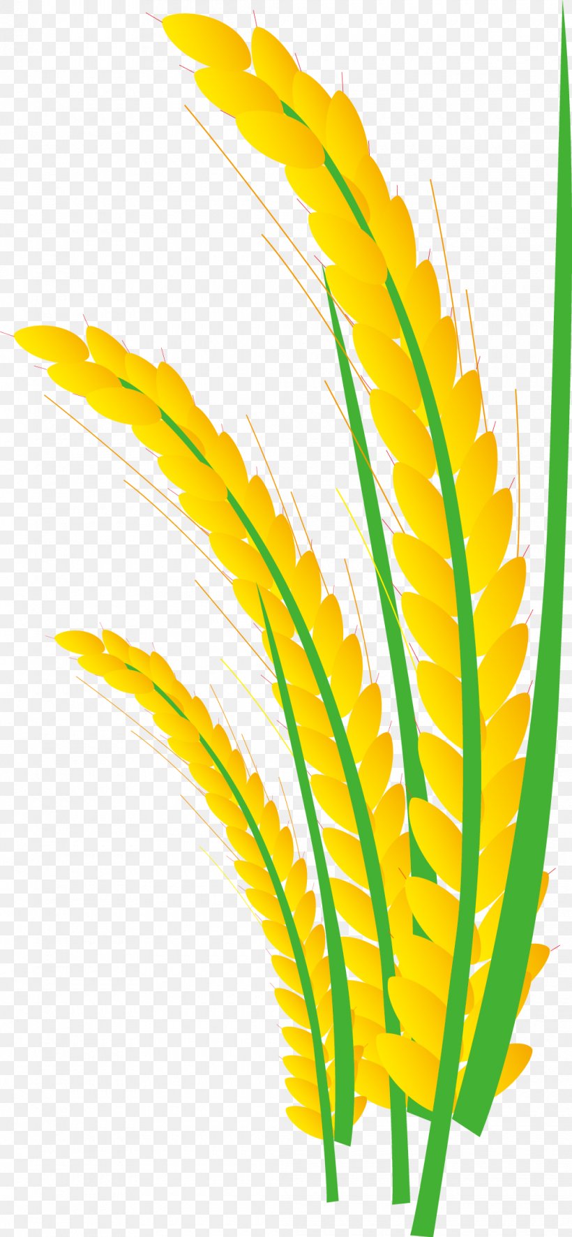 Rice Gadu Paddy Field Gratis, PNG, 1040x2248px, Rice Gadu, Caryopsis, Cereal, Commodity, Grass Download Free