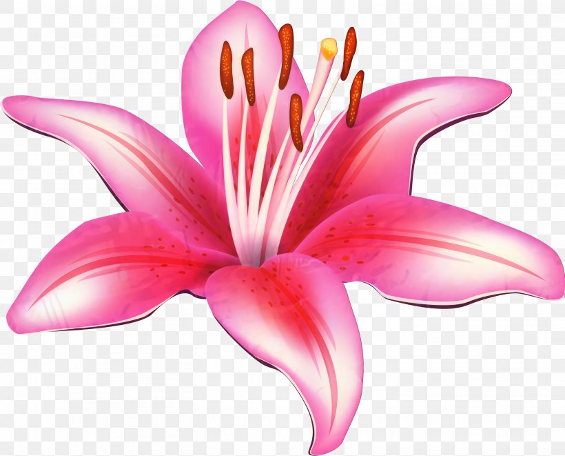 Easter Lily Background, PNG, 2926x2360px, Lily Stargazer, Amaryllis Belladonna, Closeup, Crinum, Cut Flowers Download Free