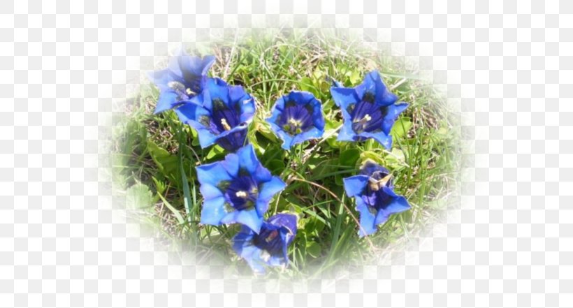 Floral Design Alps Annual Plant Herbaceous Plant, PNG, 600x441px, Floral Design, Alps, Anemone, Annual Plant, Bellflower Family Download Free