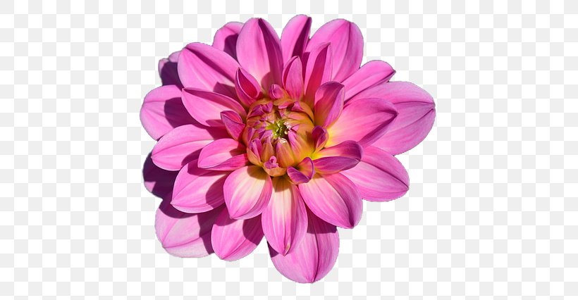Flower Bouquet Petal Cut Flowers Rose, PNG, 640x426px, Flower, Aster, Carnation, Chrysanths, Cut Flowers Download Free
