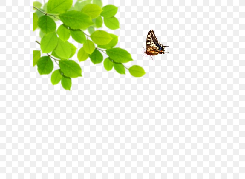 Green Desktop Wallpaper Blue, PNG, 600x600px, Green, Arthropod, Blue, Butterfly, Color Download Free