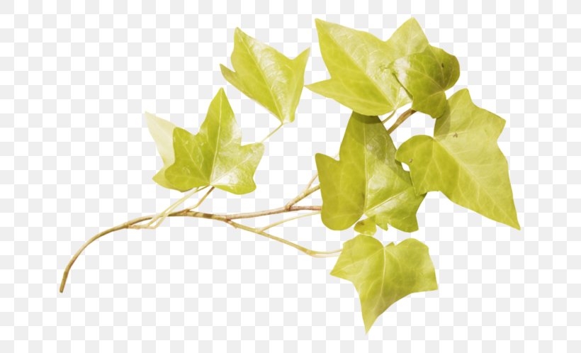 Leaf Image Twig Adobe Photoshop, PNG, 699x498px, Leaf, Branch, Ivy, Photography, Plant Download Free