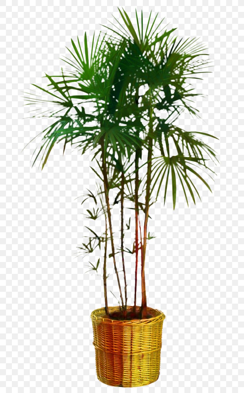 Asian Palmyra Palm Flowerpot Palm Trees Saw Palmetto Extract, PNG, 759x1320px, Asian Palmyra Palm, Arecales, Borassus, Date Palm, Desert Palm Download Free