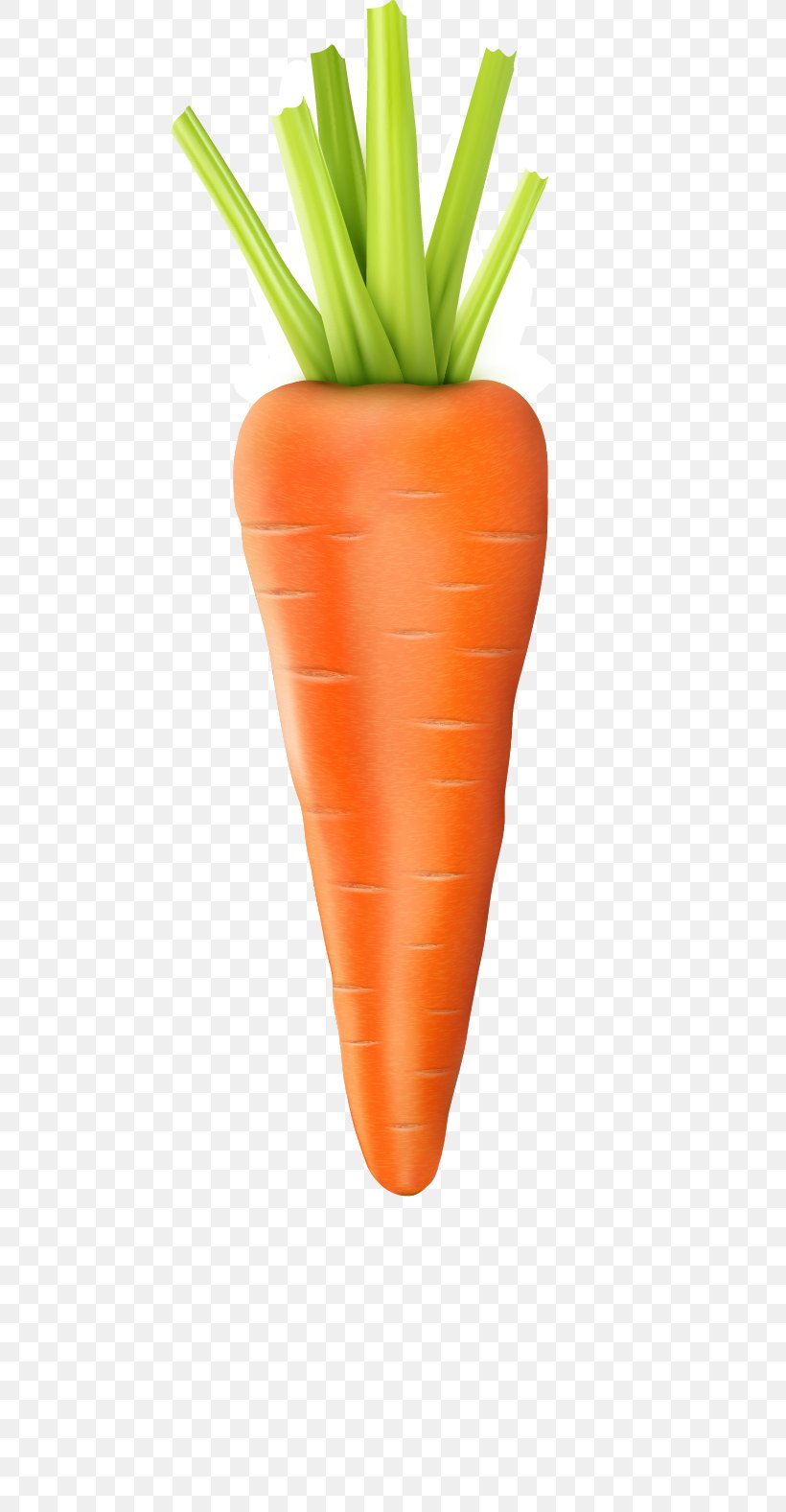 Baby Carrot Vegetable, PNG, 589x1577px, Baby Carrot, Carrot, Carrot Creative, Flowerpot, Food Download Free