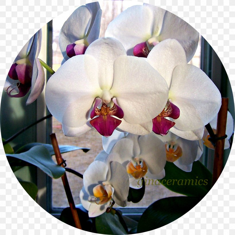 Cut Flowers Moth Orchids Cattleya Orchids, PNG, 1533x1533px, Flower, Cattleya, Cattleya Orchids, Cut Flowers, Flowering Plant Download Free