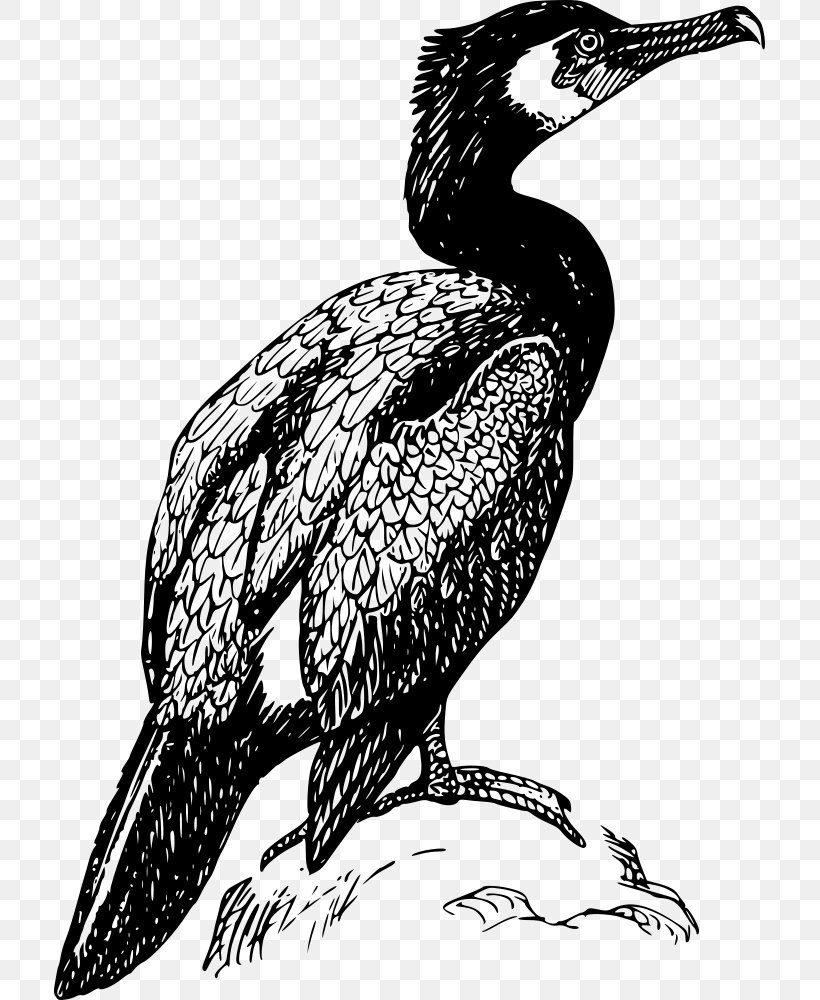Double-crested Cormorant Drawing Bird Clip Art, PNG, 711x1000px, Cormorant, Art, Beak, Bird, Bird Of Prey Download Free