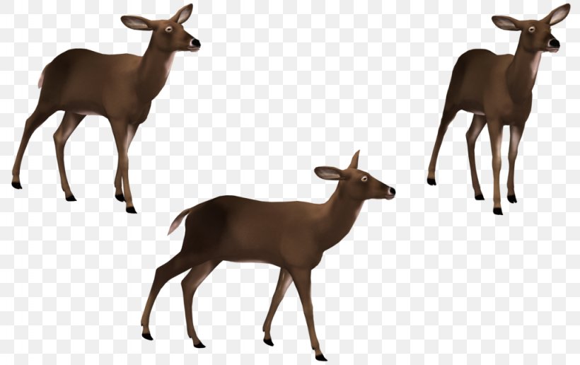 Elk Musk Deer, PNG, 1024x645px, 3d Computer Graphics, Elk, Antelope, Antler, Cattle Like Mammal Download Free