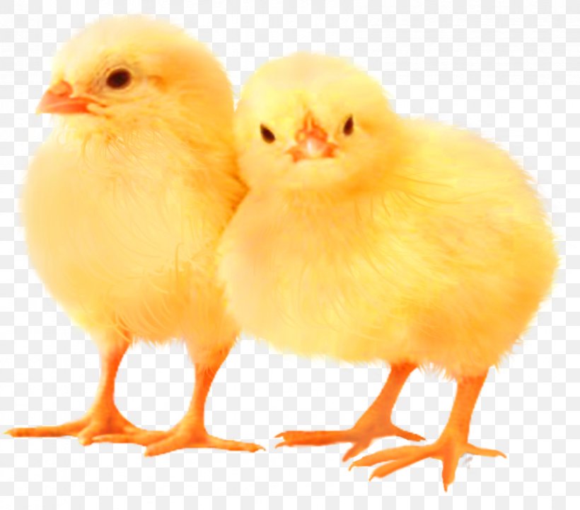 Houdan Chicken Polish Chicken Broiler Bird Kifaranga, PNG, 842x740px, Houdan Chicken, Beak, Bird, Broiler, Chicken Download Free