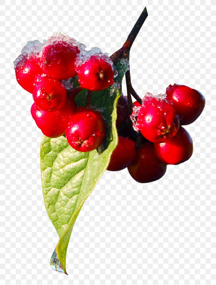 Machine Embroidery Christmas Plants Poinsettia, PNG, 1137x1500px, Machine Embroidery, Accessory Fruit, Acerola Family, Berry, Cherry Download Free